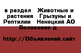  в раздел : Животные и растения » Грызуны и Рептилии . Ненецкий АО,Волоковая д.